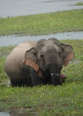 elephant in flowery water