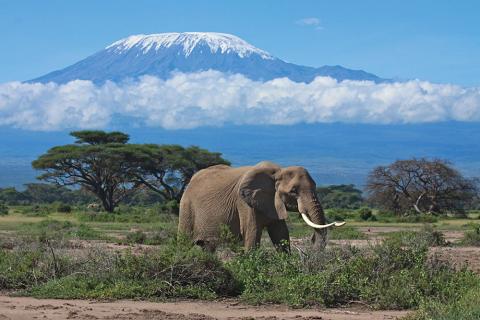 Photo of Amboseli National Park with an elephant and Mt. Kilimanjaro in the background.