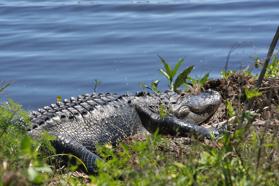 Alligator next to water