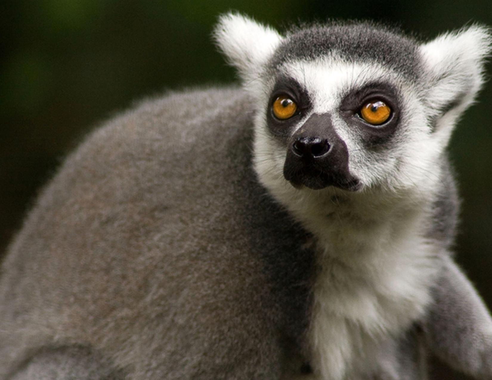 Learn About Lemurs!