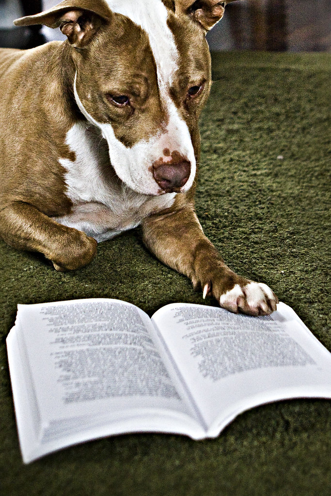 Dog reading a book.