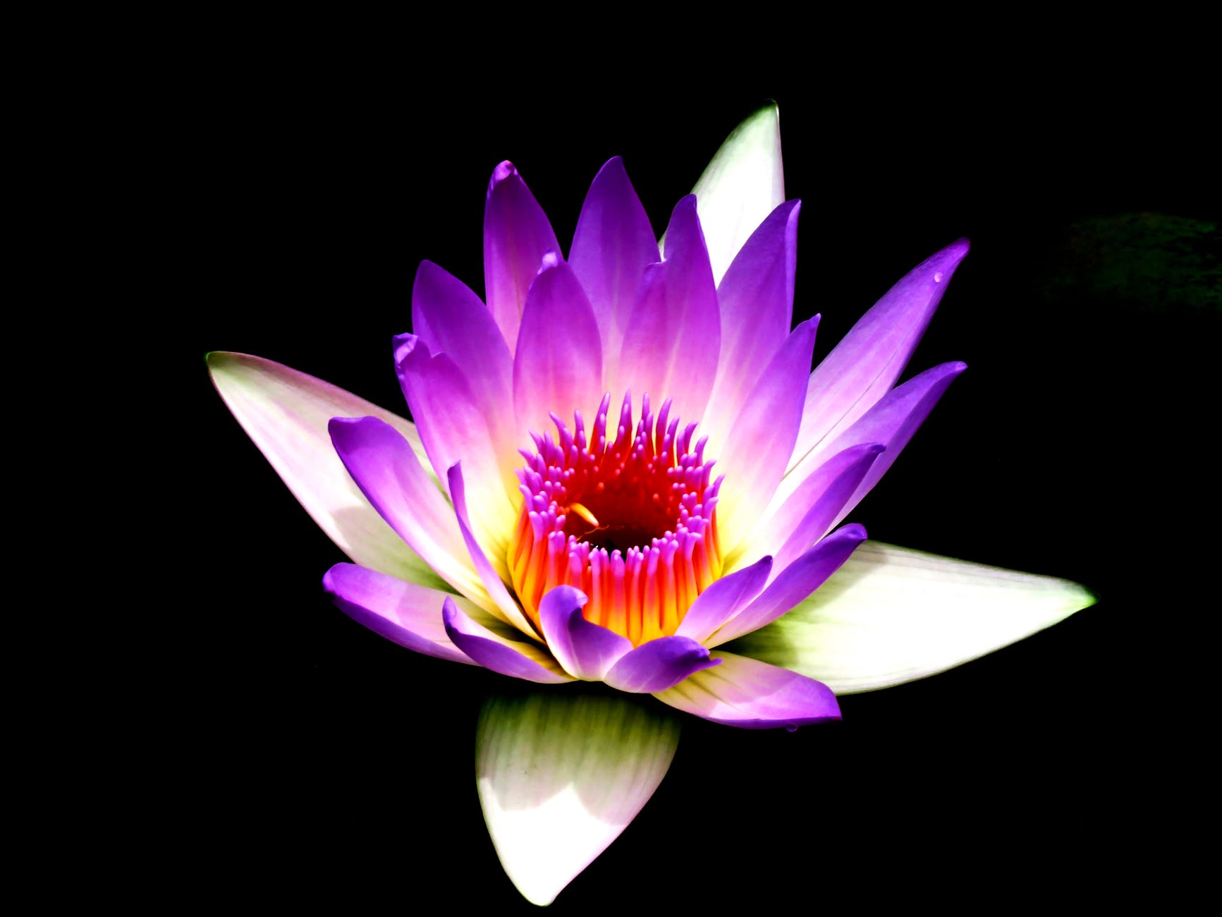 Purple and white lotus flower with red center and black background, to symbolize yoga and meditation class.