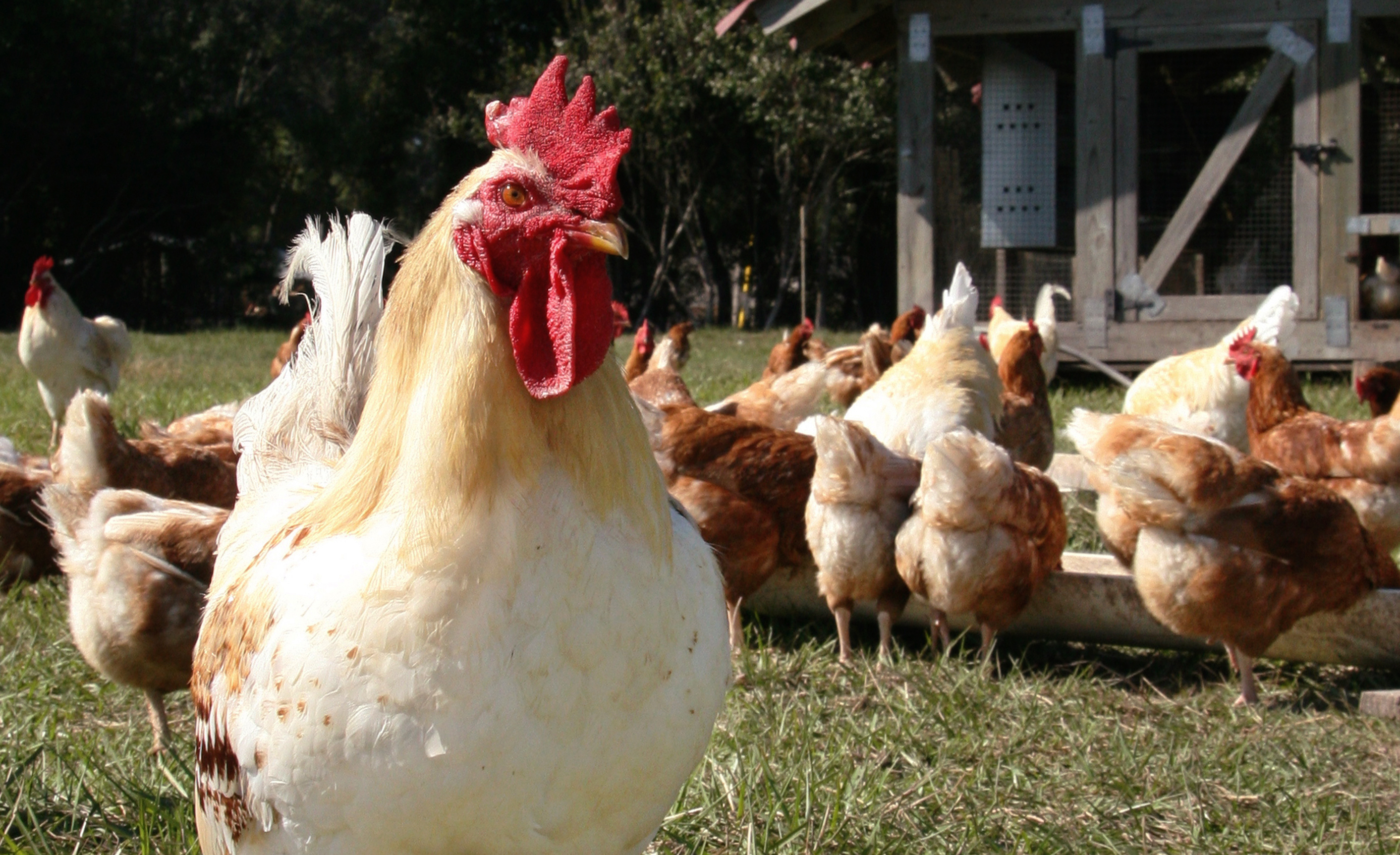 Picture of hens and a stern-looking rooster for "What Do All the Labels Mean?" program