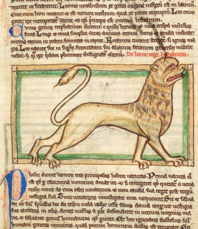 Drawing of lion from medieval bestiary 