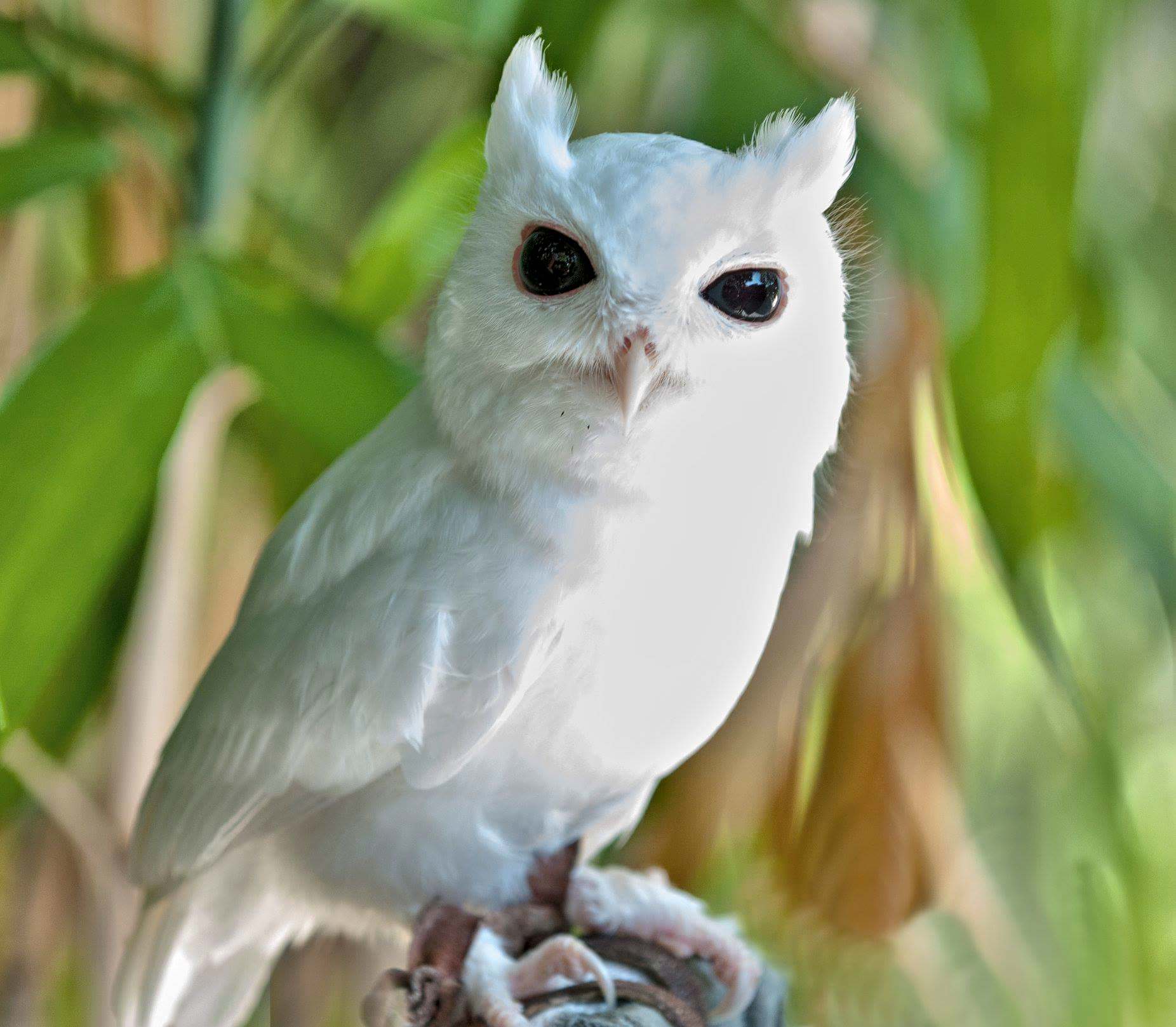 white leucistic screech owl sitting on branch