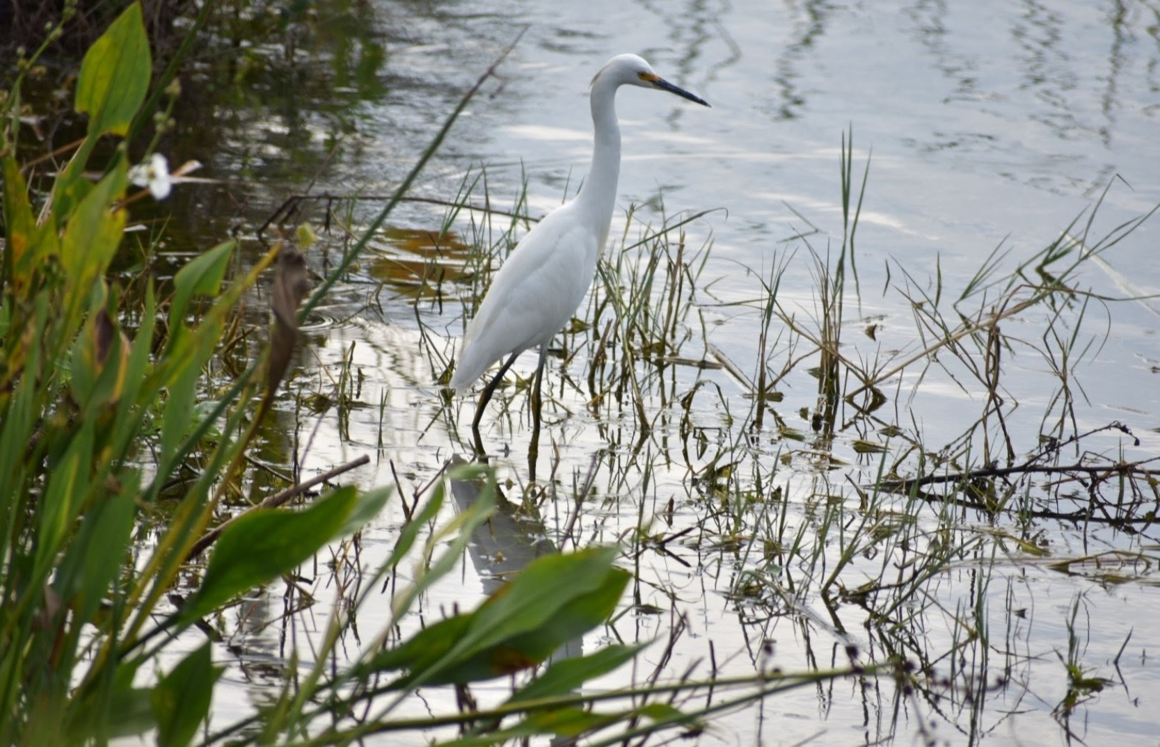 Shannon Staub Library pond - egret