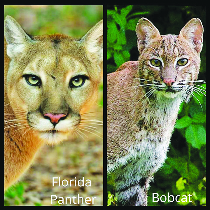 panther and bobcat