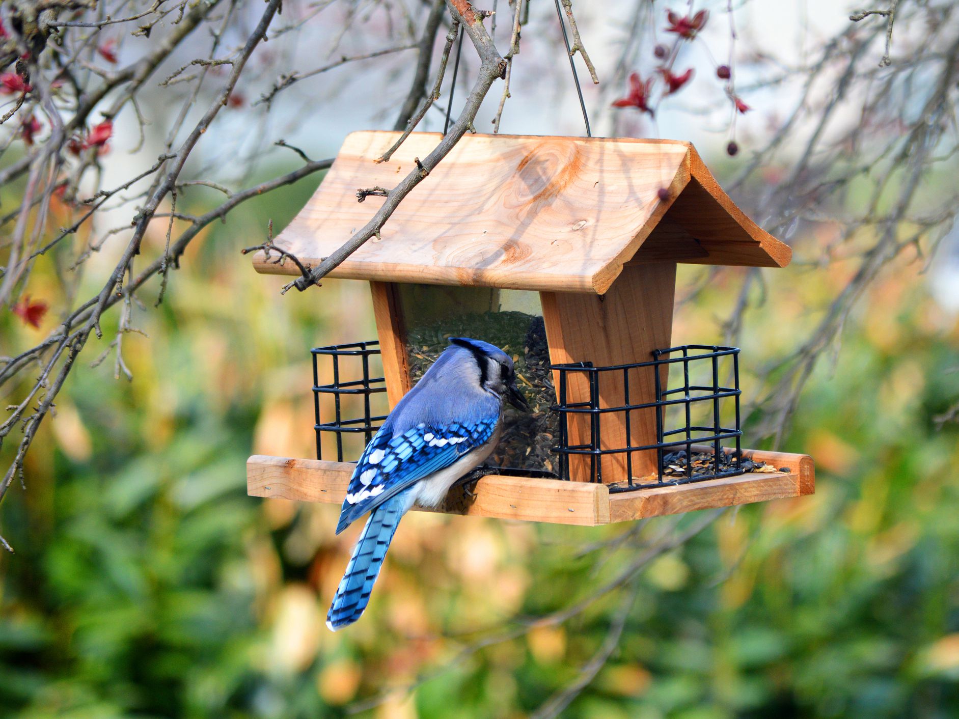 Blue bird eating seeds from a wooden bird feeder.