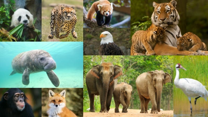 Pictures of different animals that are endangered species.