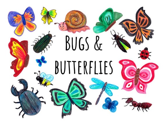 various bugs and butterflies