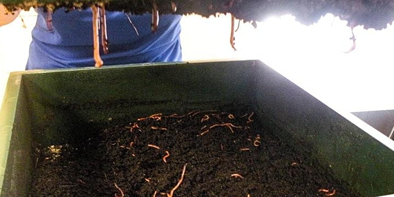 Composting image, container with soil and worms