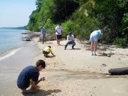 People looking for shark teeth on the beach
