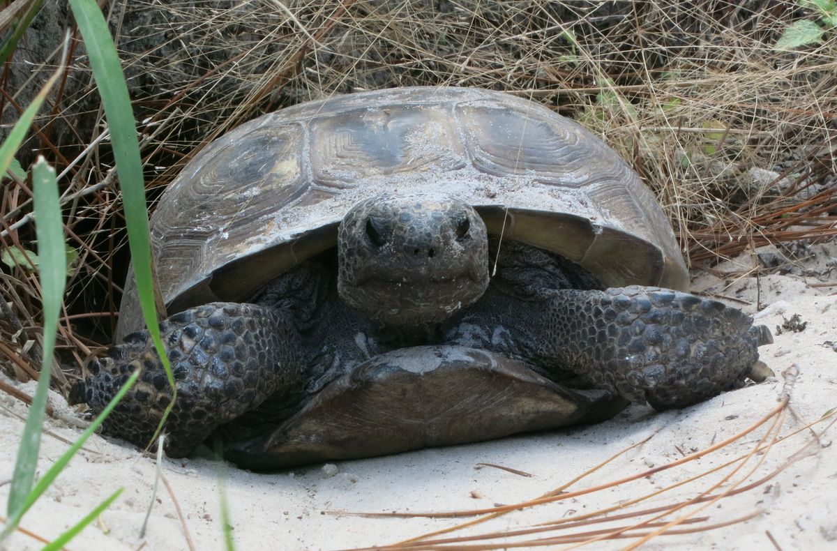 Gopher tortoise coming out of a sandy burrow.