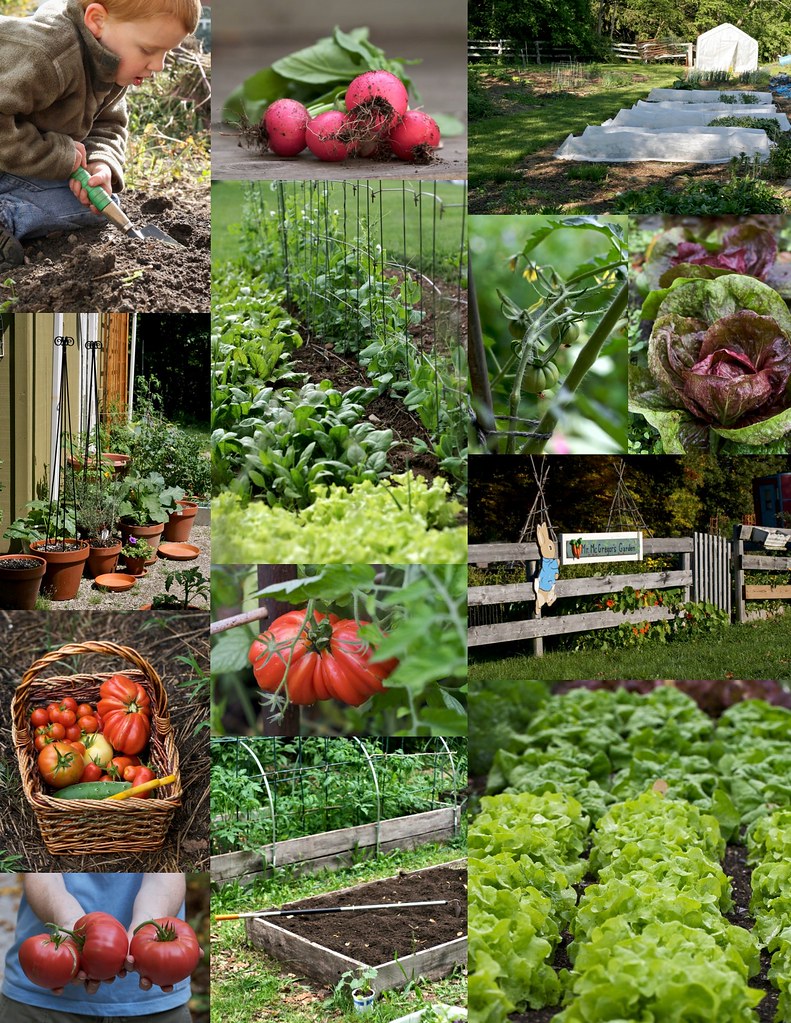 edible garden collage