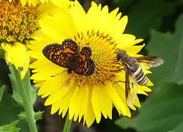 butterfly and bee on yellow flower.
