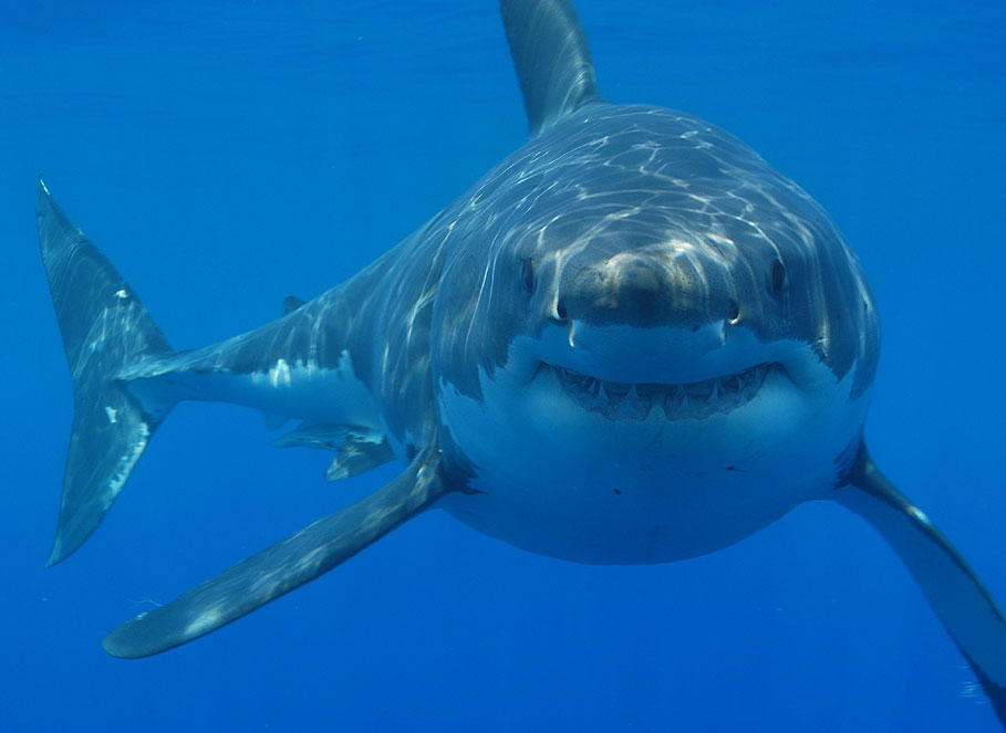 A great white shark swimming through the ocean.