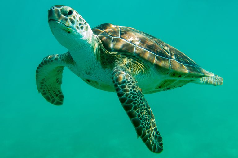 Green sea turtle swimming in water.