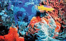 picture of coral reef