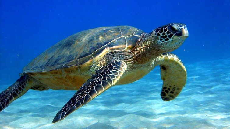 Sea turtle underwater.