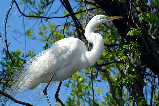 A picture of a great white egret standing in a tree.