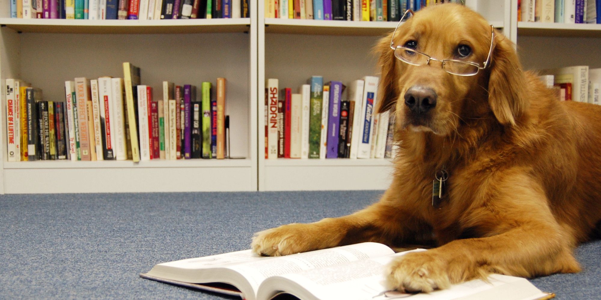 dog with a book