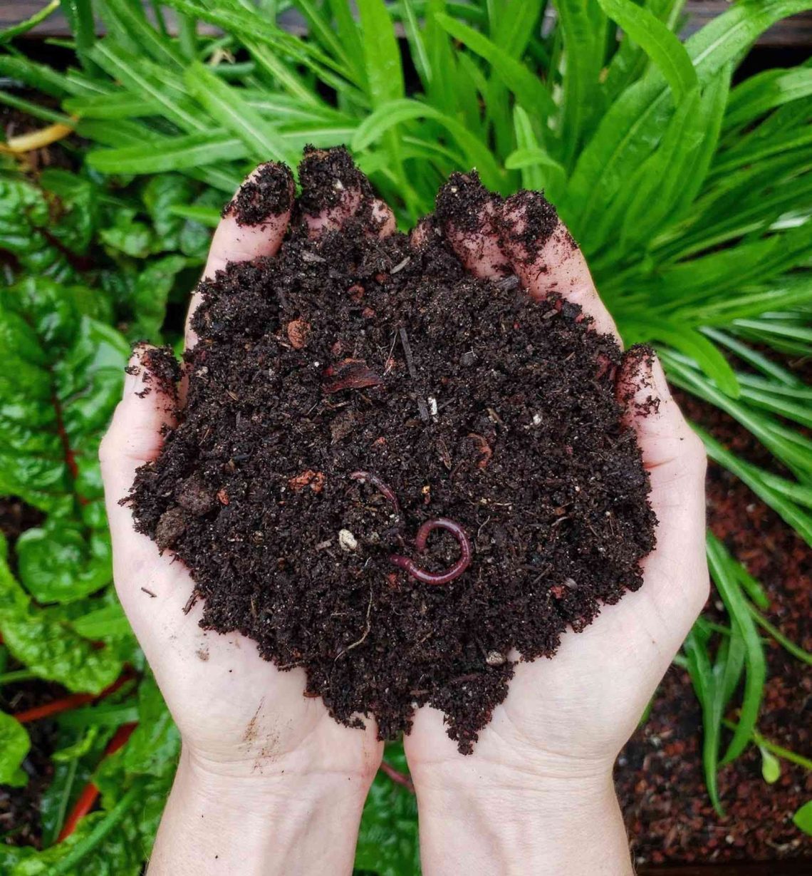 two hands full of soil and worms