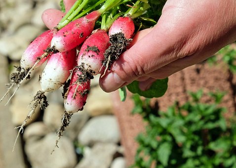 a hand picking a bunch of radishes