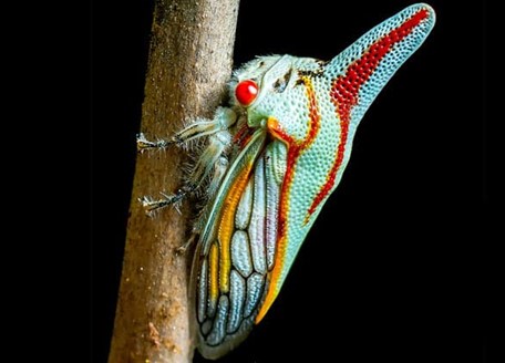 A colorful bug on a small branch in front of a black background.