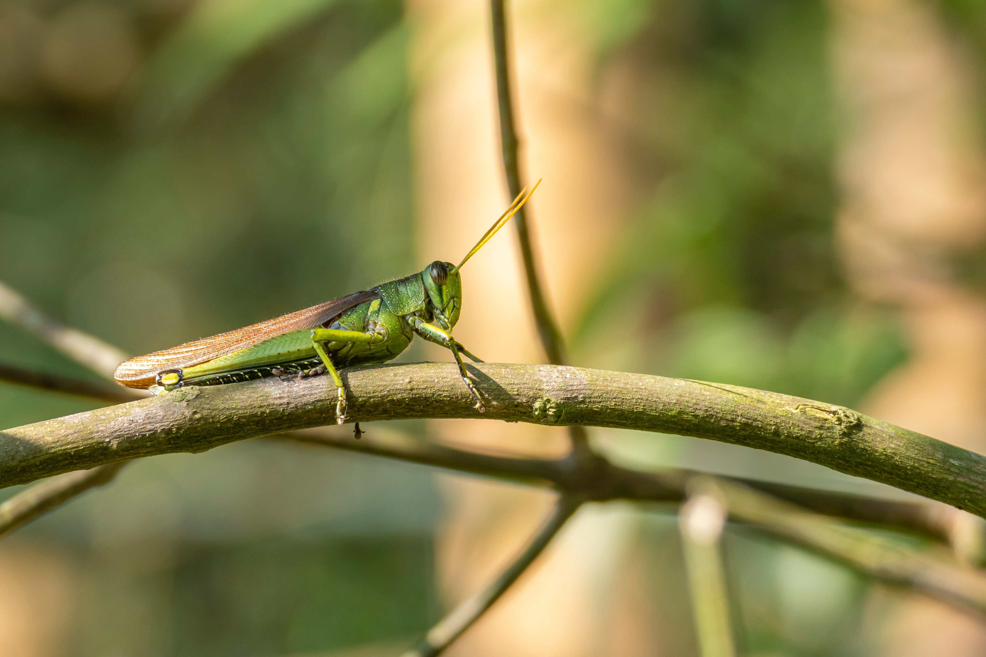 A grasshopper on a tree limb. 