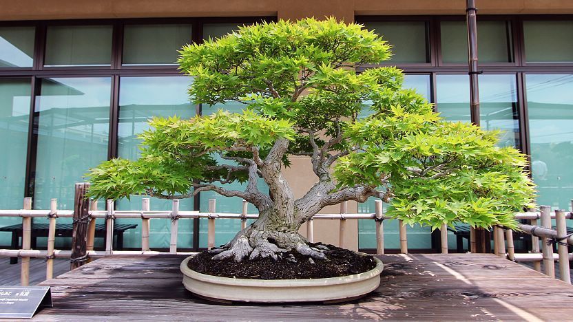 Picture of a Bonsai Maple Tree