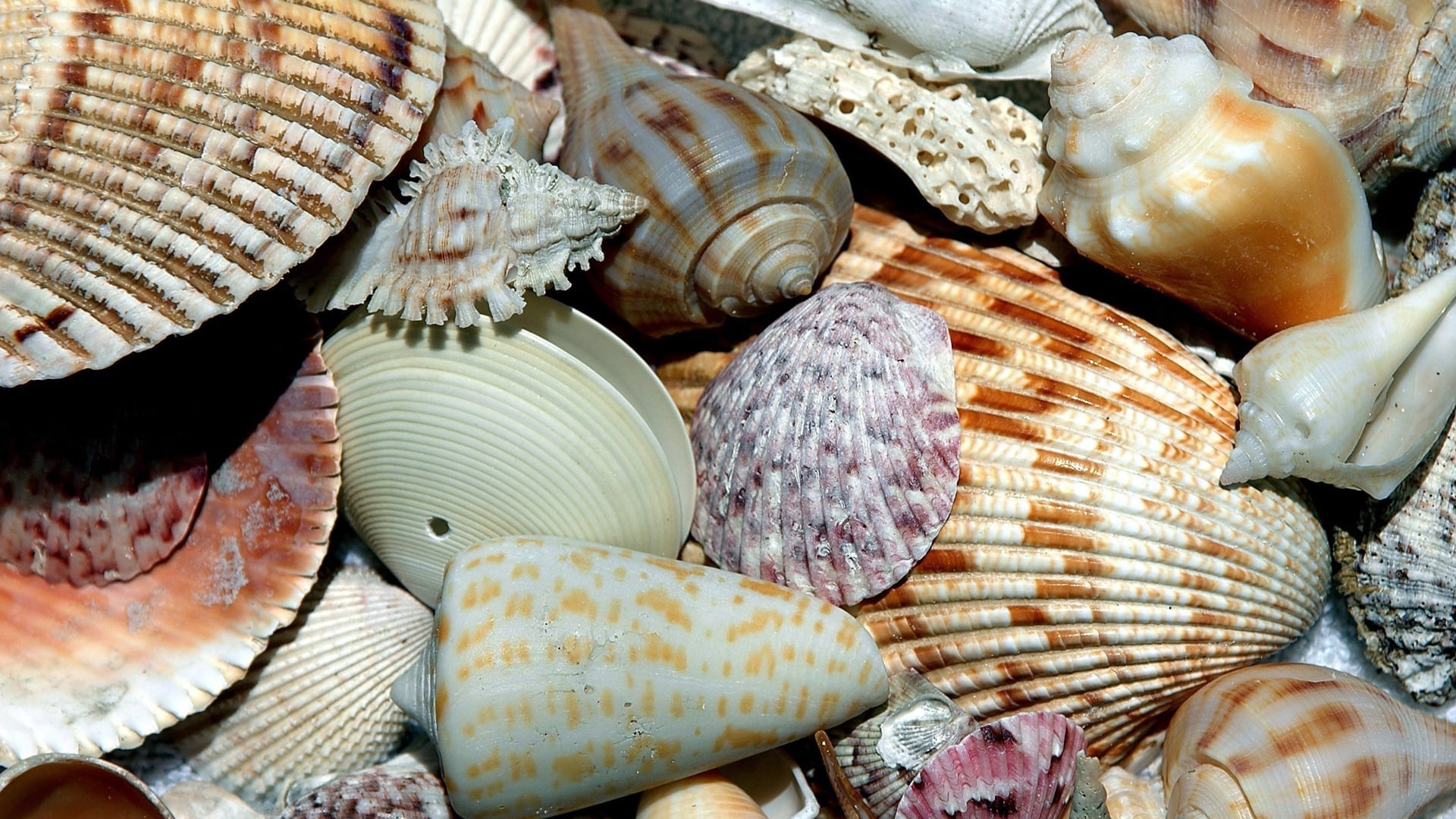 Various seashells