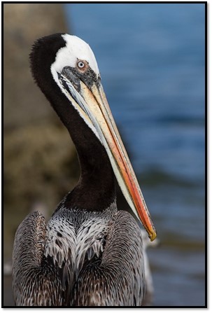 A photo of a pelican looking at the camera.