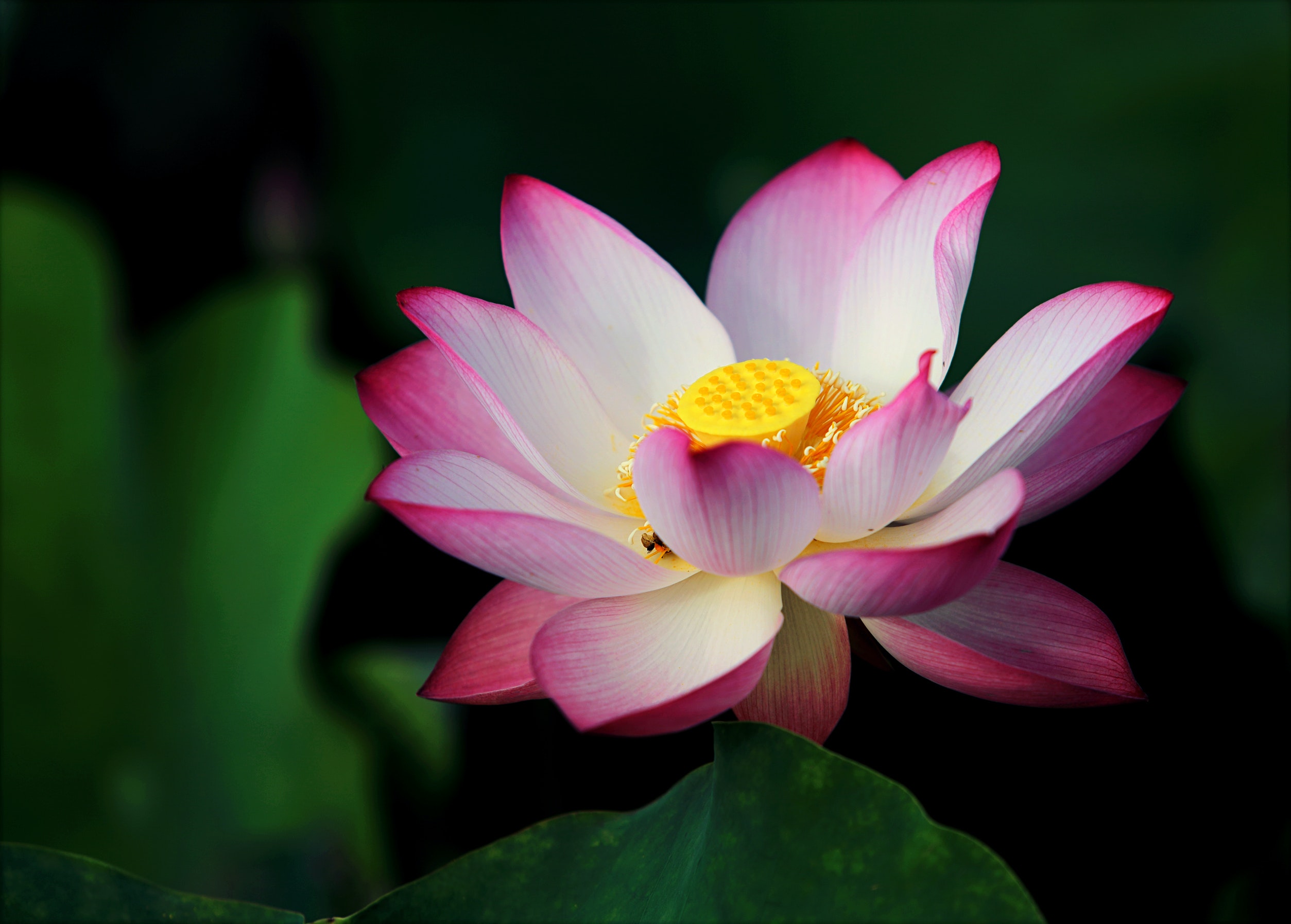 a lotus flower surrounded by green leaves