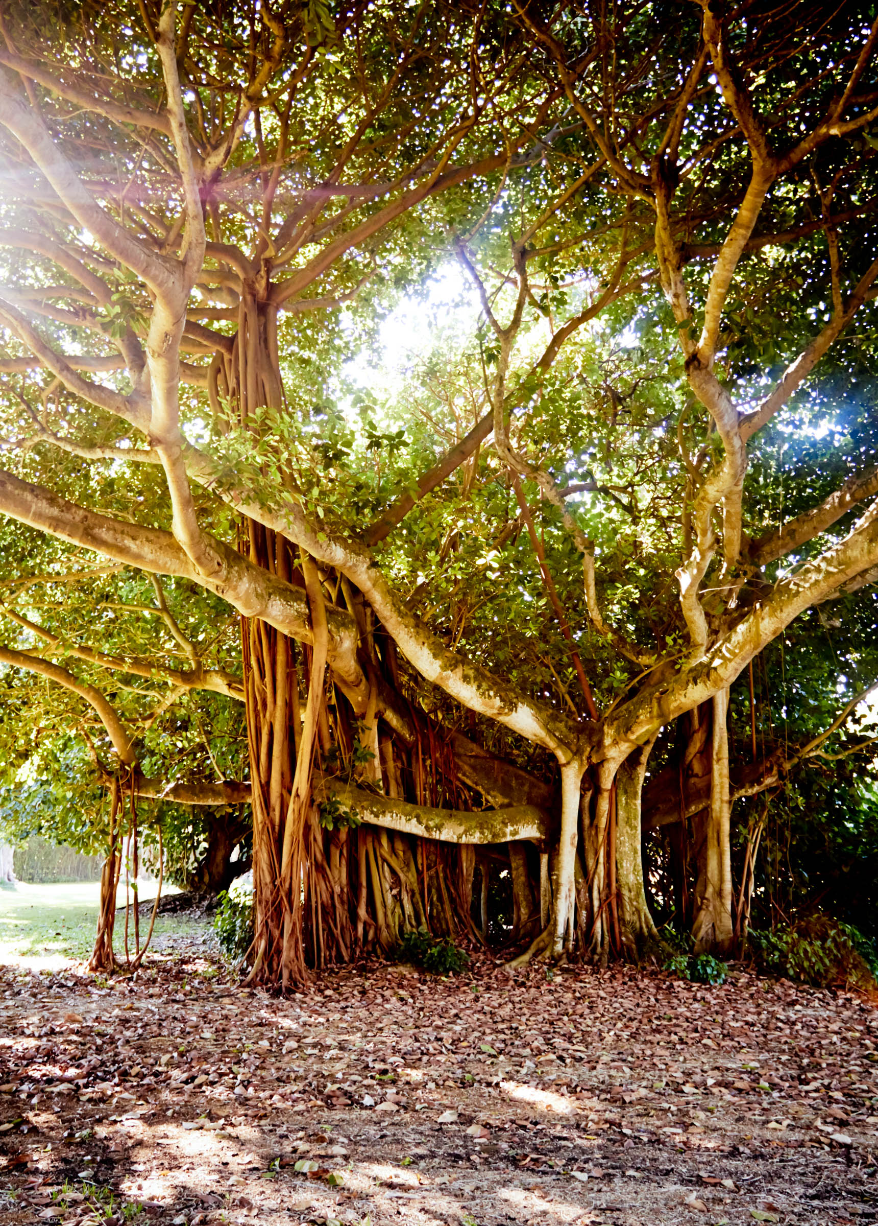 Large banyan tree