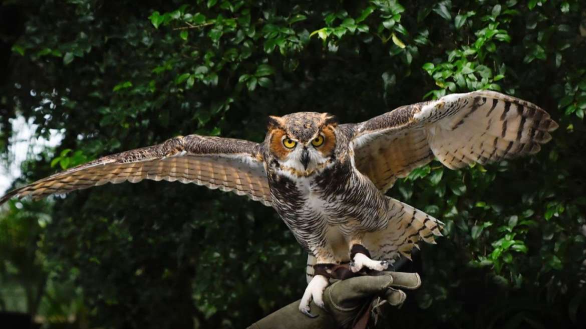 Peace River Wildlife Center Owl