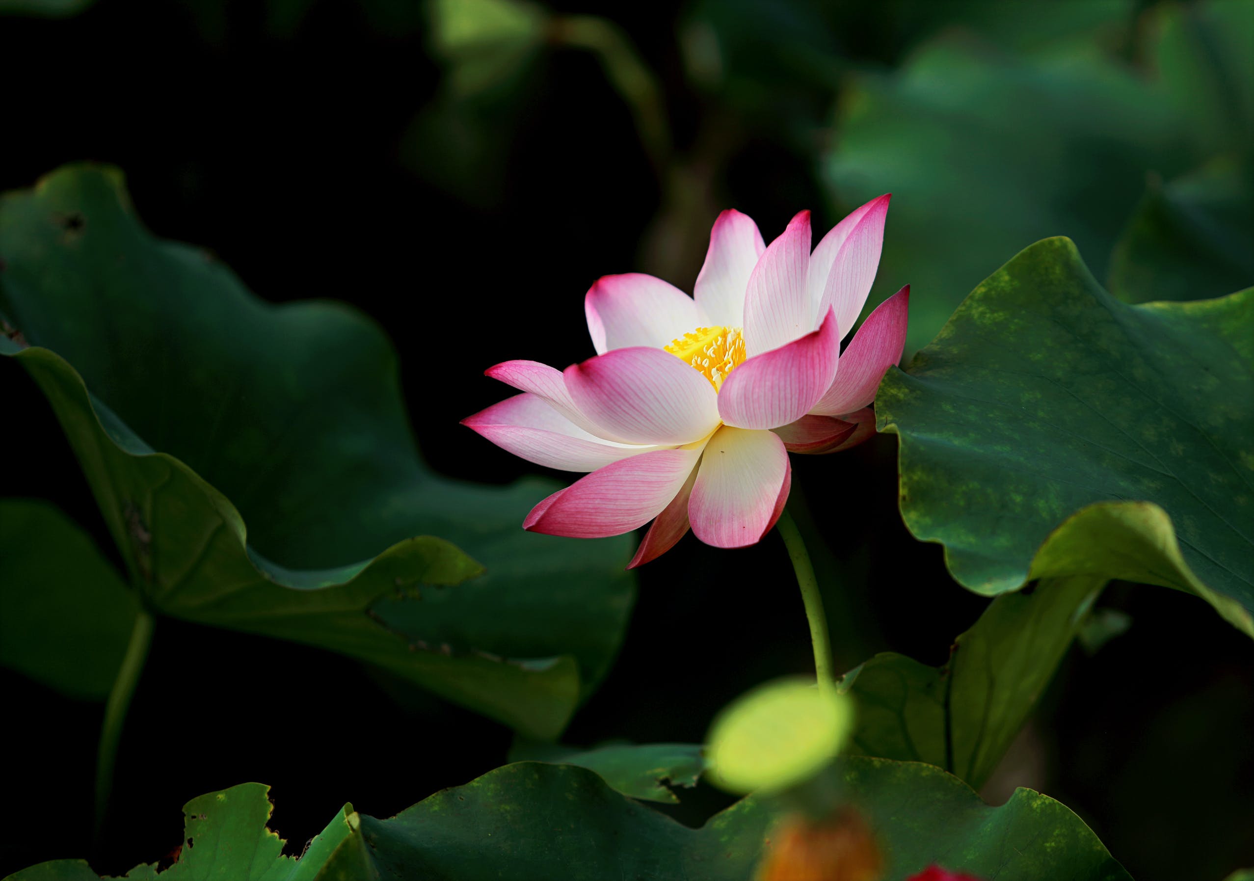 peaceful pink lotus flower in green leaves