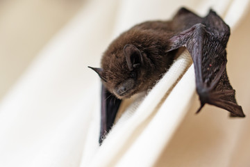 Small brown bat hanging upside down