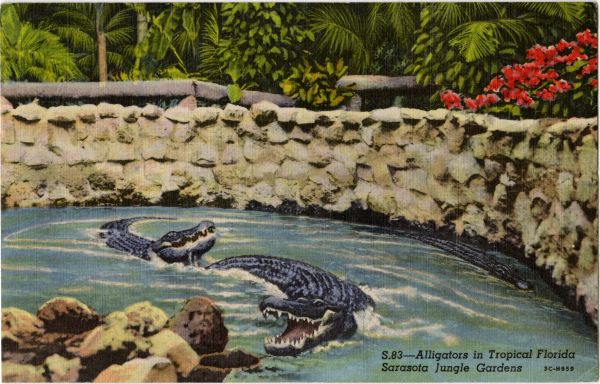 A color postcard of alligators in a pool at the Sarasota Jungle Gardens. 
