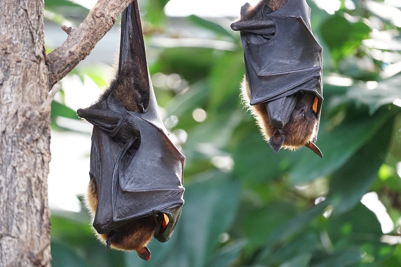 Two bats hanging from a tree branch.
