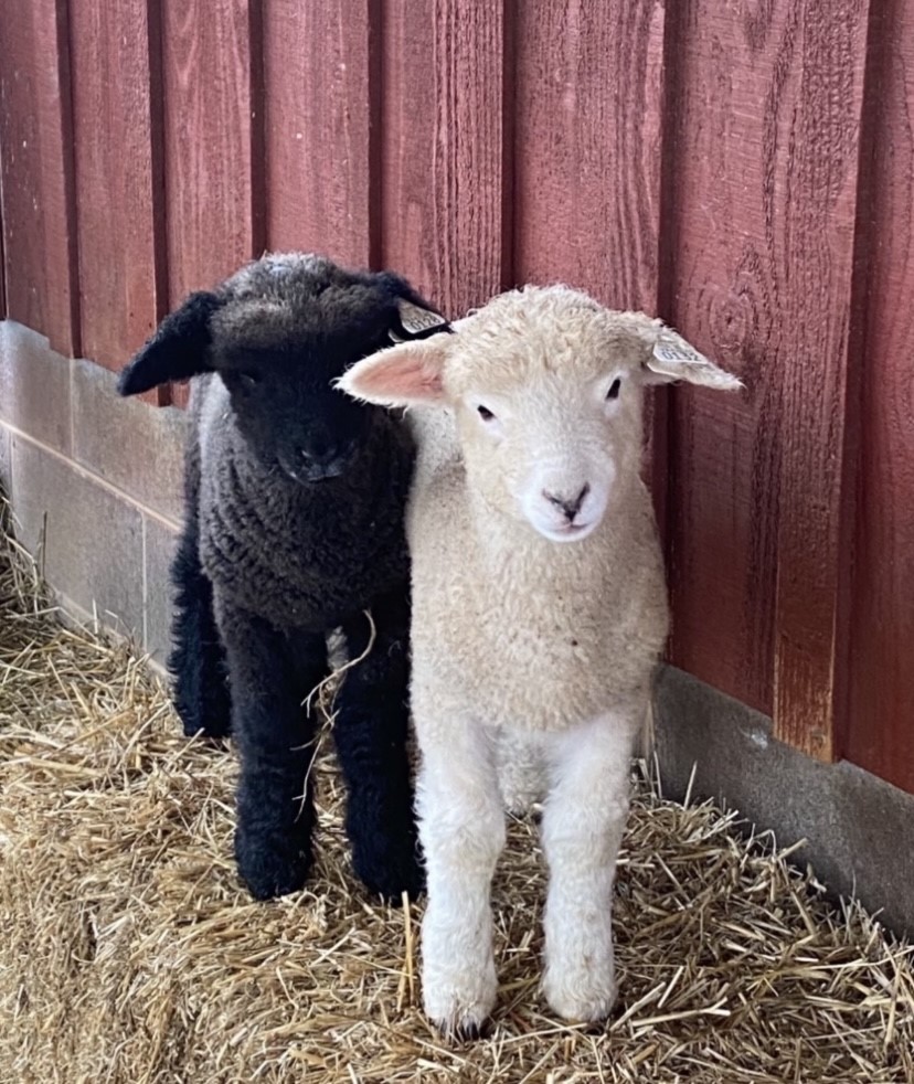 Two young sheep. One black and one white standing next to a red wooden fence.