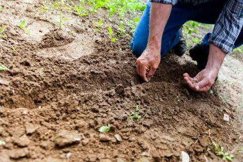 Hands planting seeds