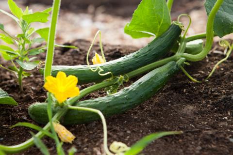 cucumber plant