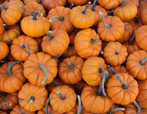 mini pumpkin painting