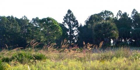 Scherer Thaxton Preserve