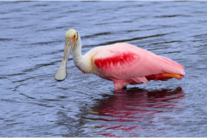 Spoonbill