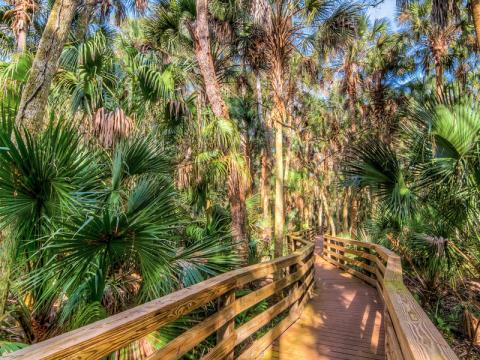 wooden walking trail among trees