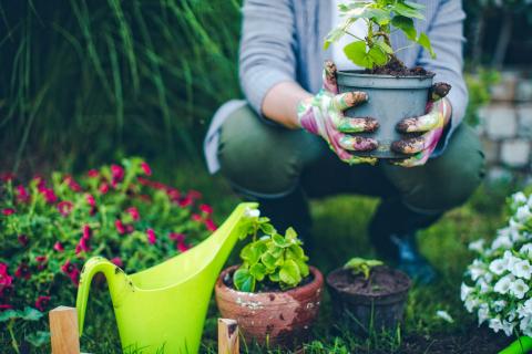 person planting flowers in garden