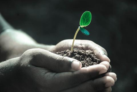 Image of a person holding soil between two hands with a seedling peeking out