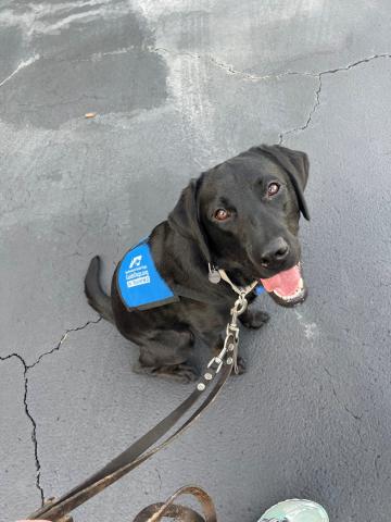 Black Labrador Dog with Southeastern Guide Dog in Training Vest and leash on