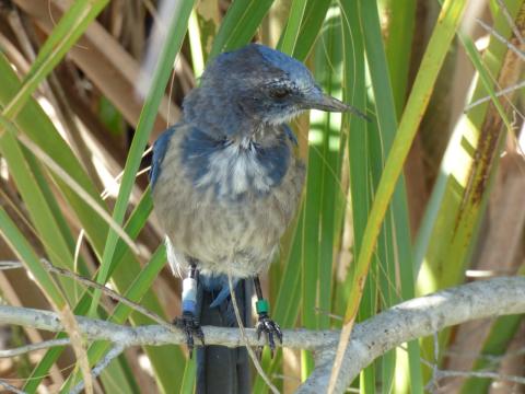 Florida Scrub Jay photo provided by Kate Borduas